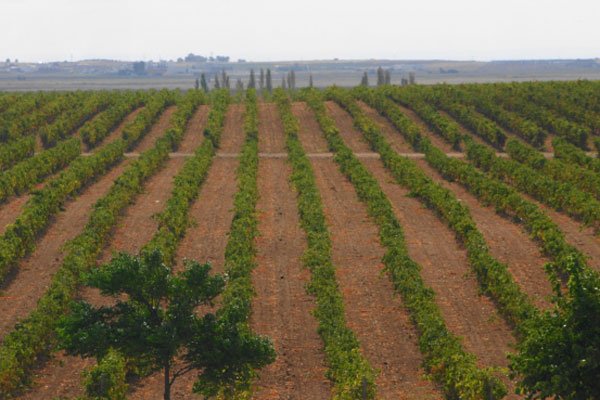 走进西班牙拉曼恰产区Exotic Winds酒庄